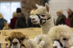 alpacas