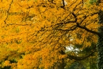 herfstblaadjes-01